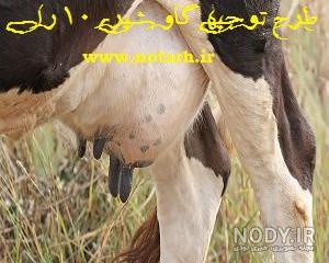 بهترین سن تلقیح تلیسه