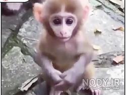 بچه میمون تنها بچه میمون تنها