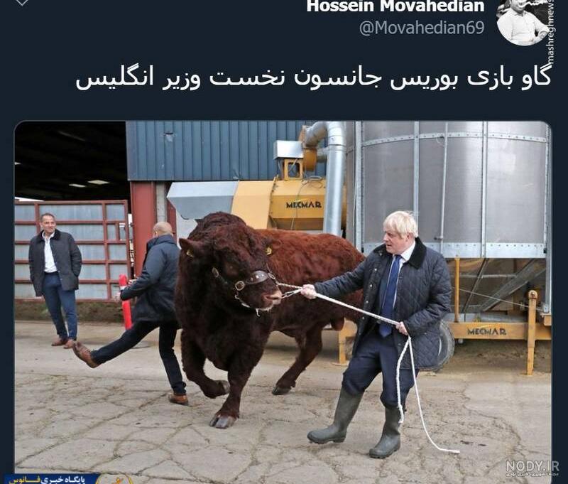 بچه گاو چه نام دارد