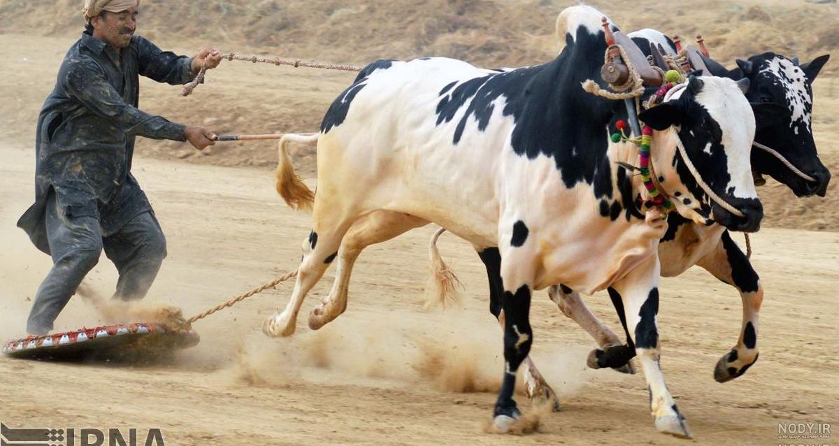 تحقیق در مورد گاو برای کلاس هشتم