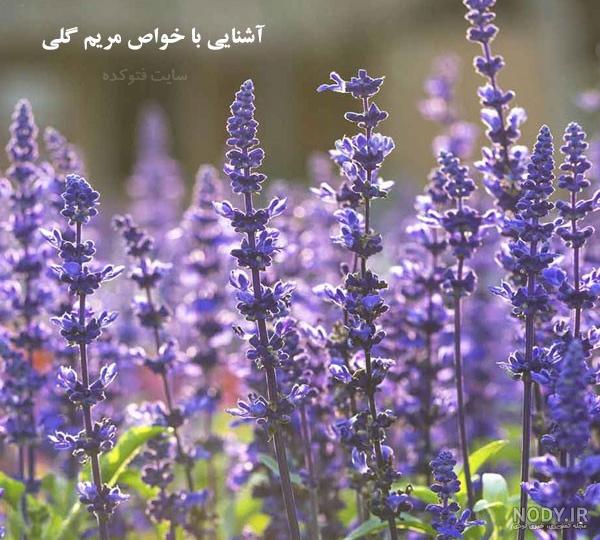 خواص مریم گلی برای رحم خواص مریم گلی برای رحم