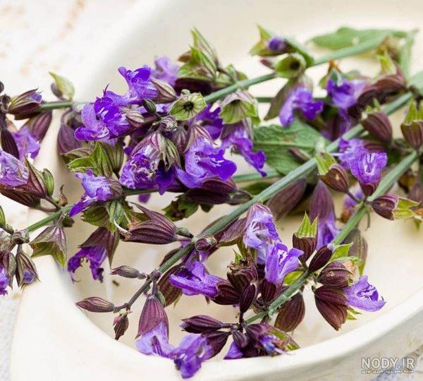 خواص مریم گلی برای عفونت زنان خواص مریم گلی برای عفونت زنان