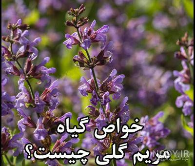 خواص مریم گلی برای کلیه خواص مریم گلی برای کلیه