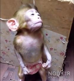 زندگی میمون ها و بچه میمون ها زندگی میمون ها و بچه میمون ها