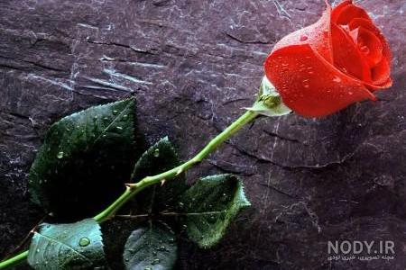 زیباترین عکس گل رز زرد زیباترین عکس گل رز زرد