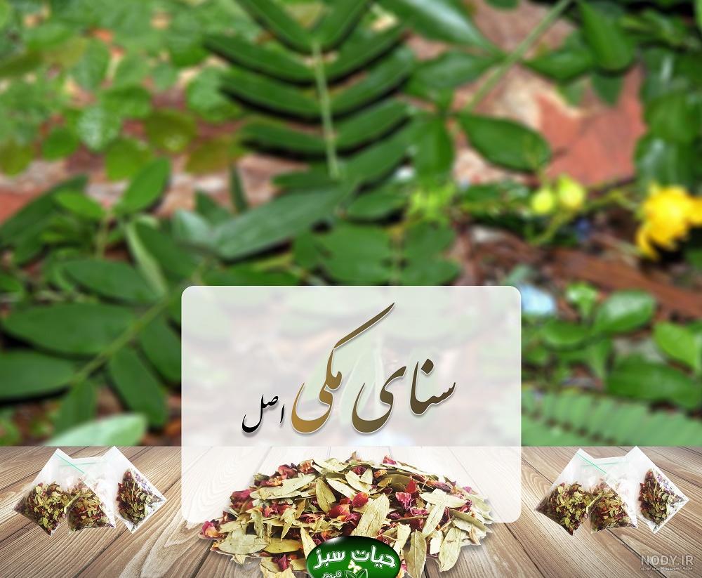 طبع برگ سنا طبع برگ سنا