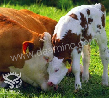 علائم بارداری گوسفندان به روش سنتی