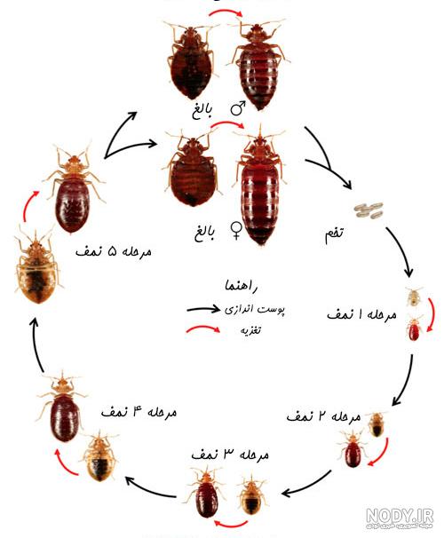 عکس بچه ساس