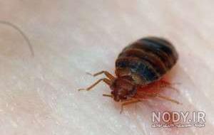 عکس بچه ی ساسان