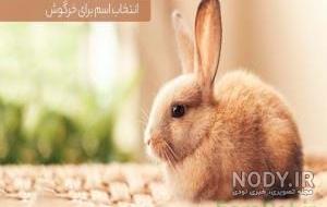 عکس خرگوش بامزه