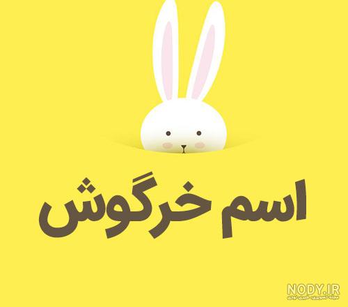 عکس خرگوش در خانه