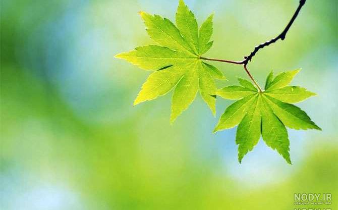 عکس ساده طبیعت زیبا