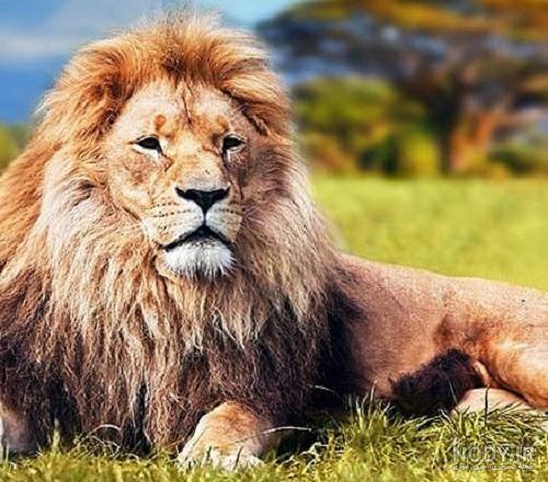 عکس شیر ایرانی زیبا