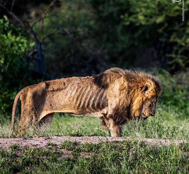 عکس شیر با تاج