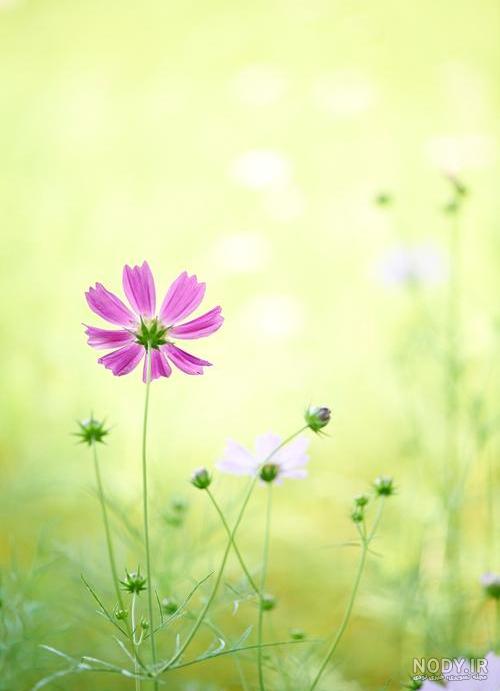 عکس طبیعت