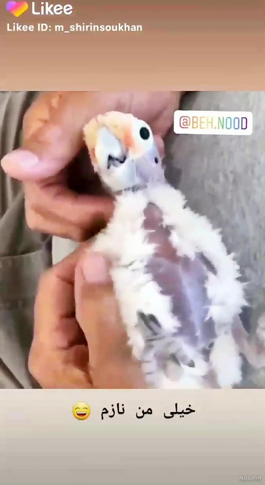 عکس طوطی گگاب عکس طوطی گگاب