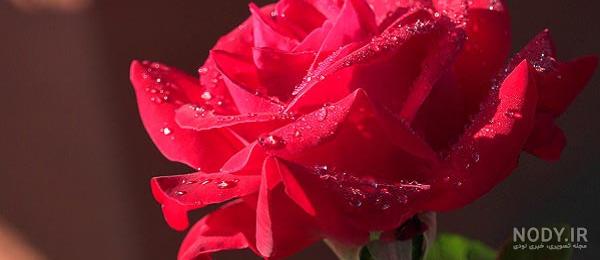 عکس عاشقانه گل رز عکس عاشقانه گل رز