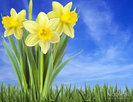 عکس نوشته گل نرگس برای پروفایل عکس نوشته گل نرگس برای پروفایل
