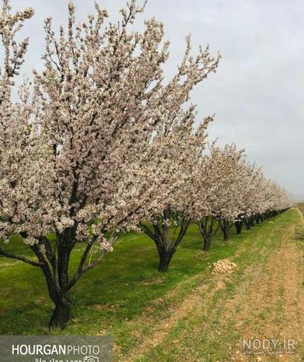 عکس پروفایل ساده طبیعت