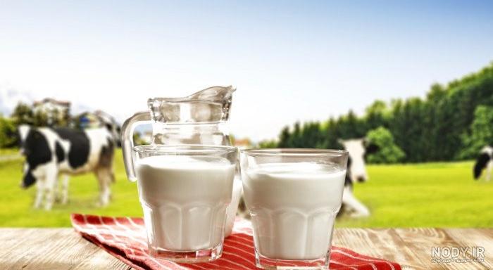 عکس گاو شیری ایرانی