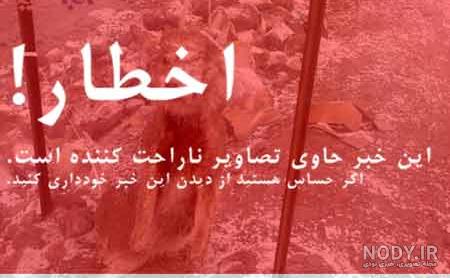 عکس گرگ واقعی