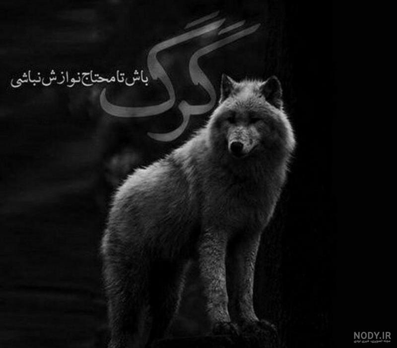 عکس گرگ واقعی