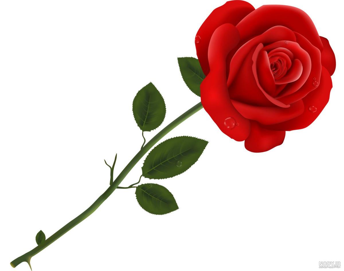 عکس گل رز تکی عکس گل رز تکی