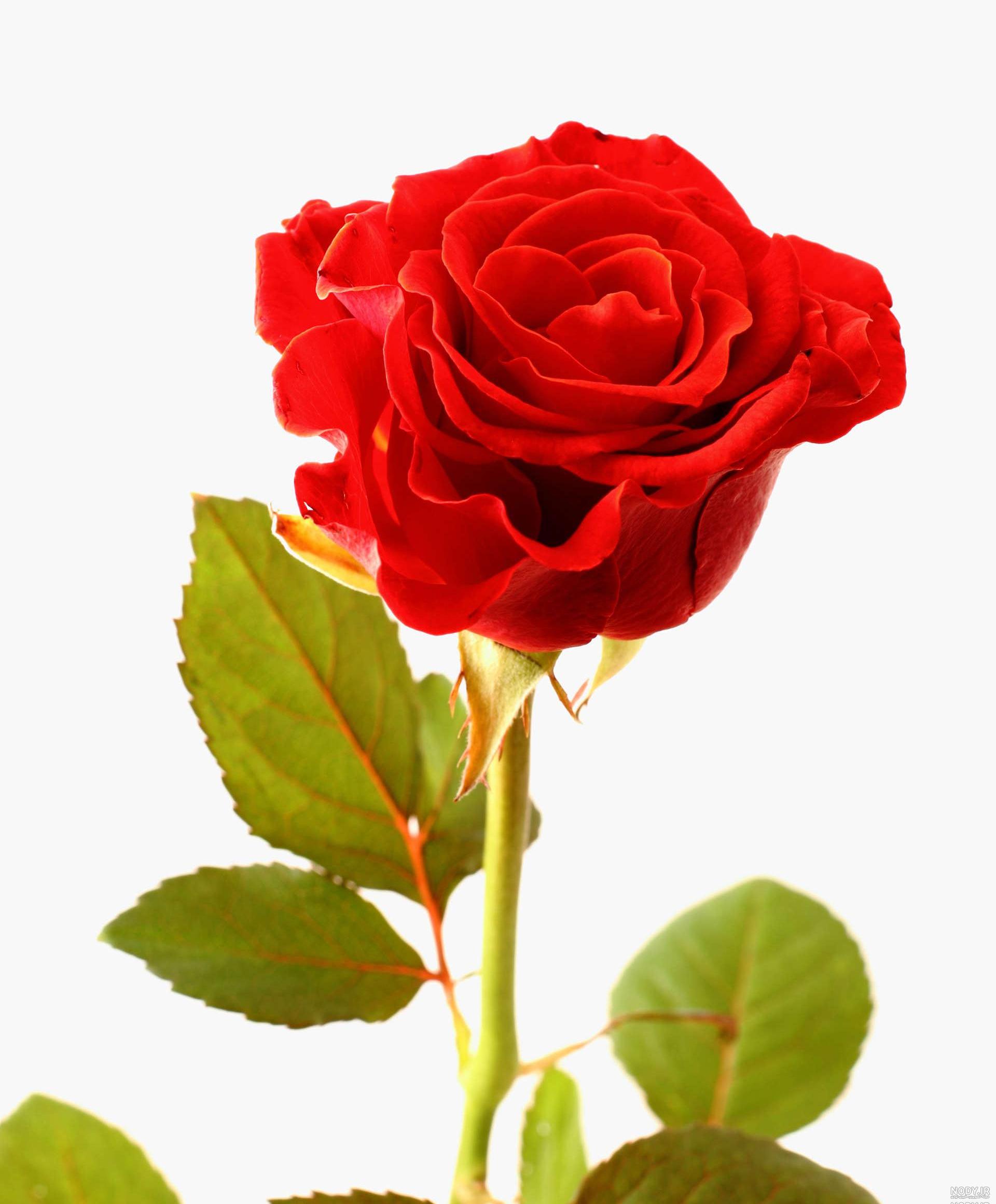 عکس گل رز تکی زیبا عکس گل رز تکی زیبا
