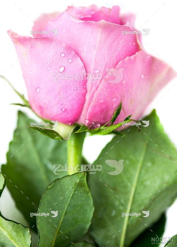 عکس گل رز زرد و قرمز عکس گل رز زرد و قرمز