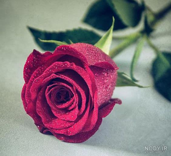 عکس گل رز هلندی هفت رنگ عکس گل رز هلندی هفت رنگ
