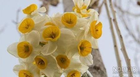 عکس گل نرگس و رز عکس گل نرگس و رز