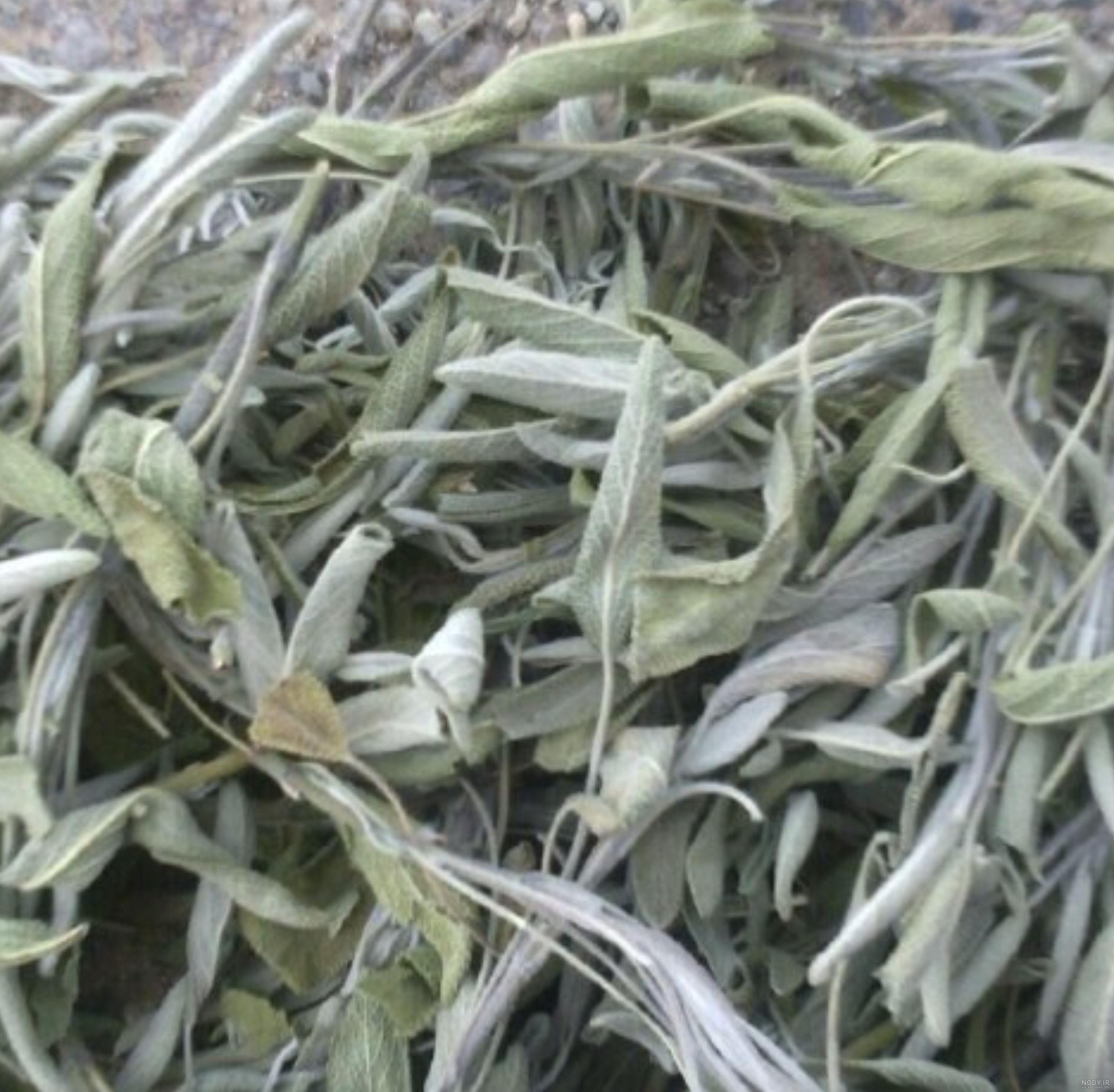 عکس گیاه مریم گلی خشک شده عکس گیاه مریم گلی خشک شده