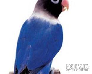 قیمت طوطی ماکائو کوچک قیمت طوطی ماکائو کوچک