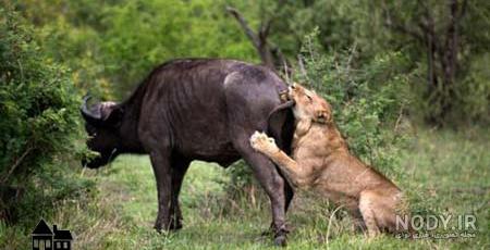 نقاشی گاو کودکانه مرحله به مرحله