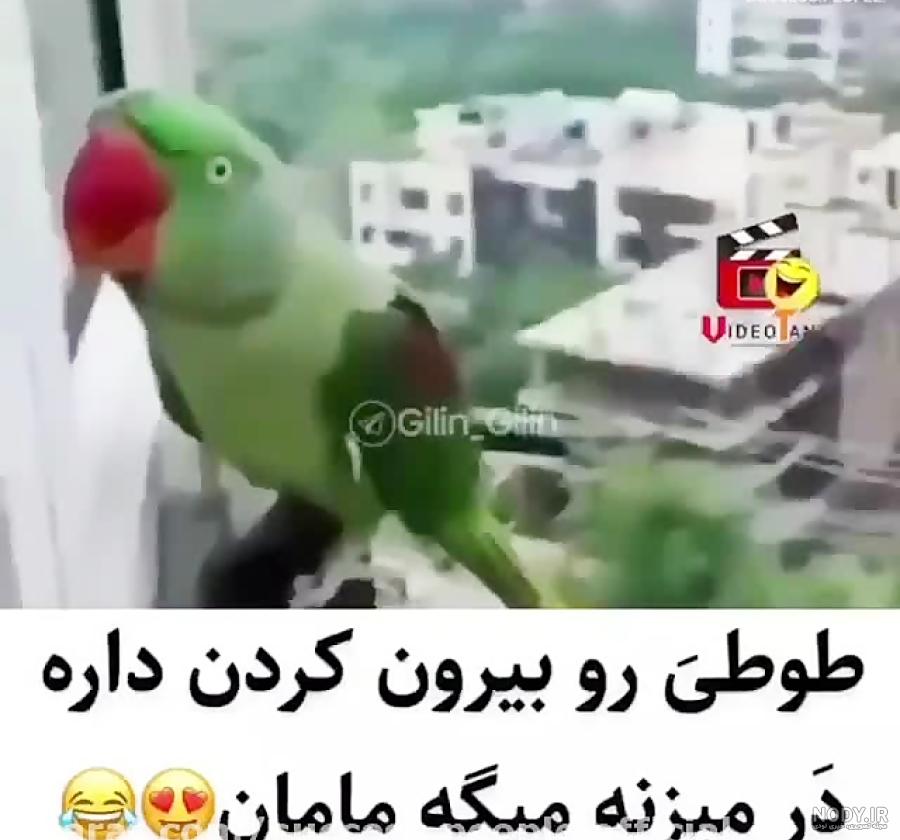 کلیپ طوطی گگاب کلیپ طوطی گگاب