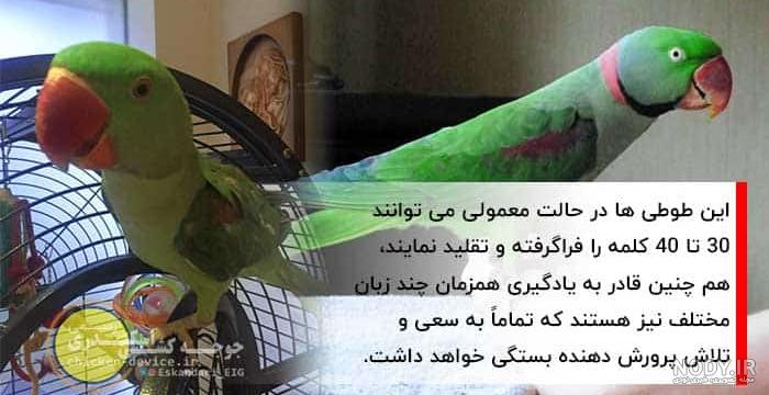 کلیپ های خنده دار گگاب کلیپ های خنده دار گگاب