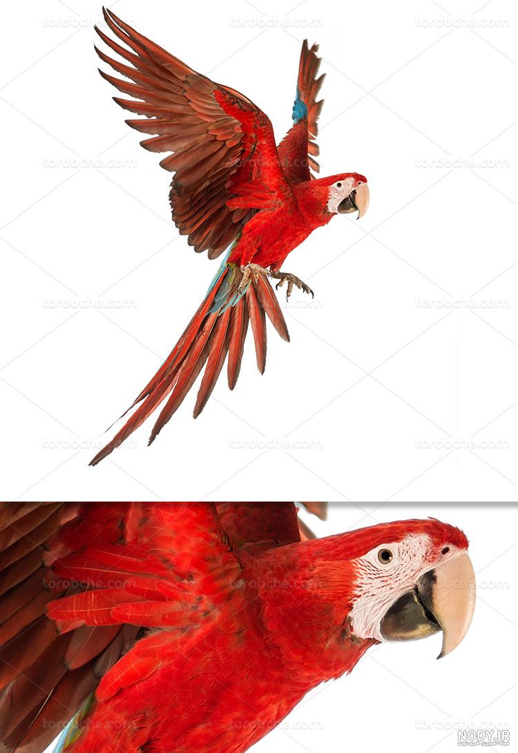 گگاب طوطی اینستاگرام گگاب طوطی اینستاگرام