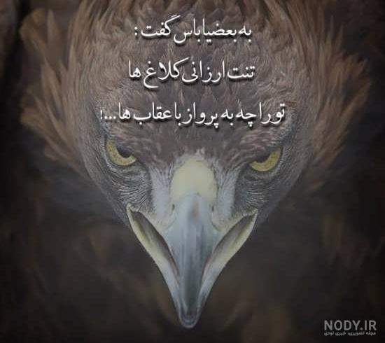 عکس عقاب خنده دار عکس عقاب خنده دار