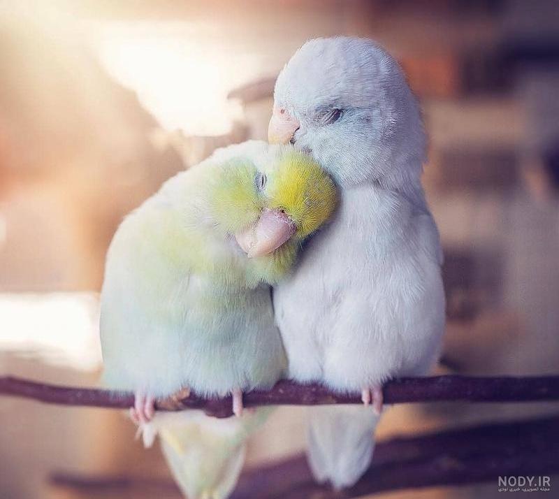 عکس عقاب نقاشی عکس عقاب نقاشی