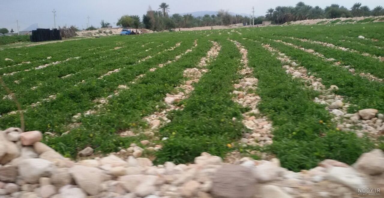باغ شهر فین بندرعباس