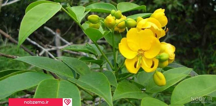 برگ سنا برای لاغری نی نی سایت