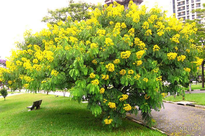 تاثیر برگ سنا بر قاعدگی