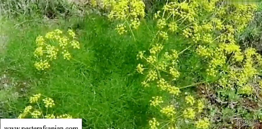 زیره و رازیانه زیره و رازیانه