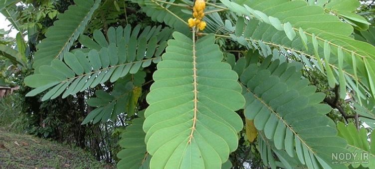 طریقه مصرف برگ سنا
