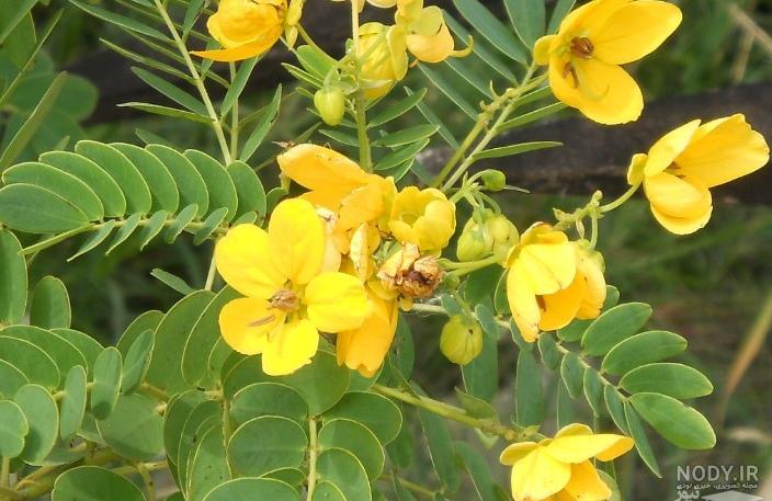 طریقه مصرف برگ سنا برای لاغری