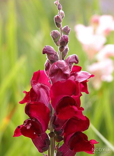 عکس از گل میمون