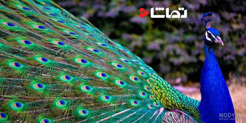عکس انواع طاووس