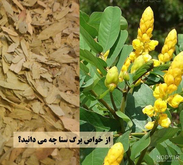 عکس برگ سنا خشک