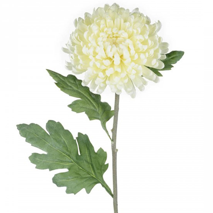 عکس برگ گل داوودی عکس برگ گل داوودی