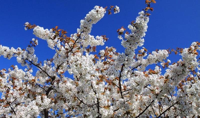 عکس شکوفه بهاری برای پروفایل عکس شکوفه بهاری برای پروفایل